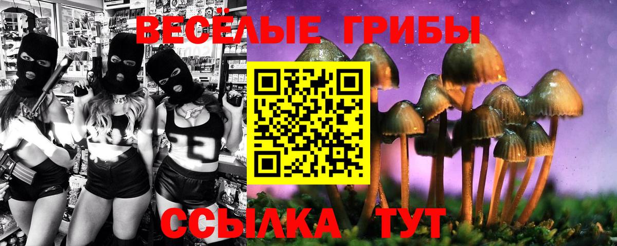 Псилоцибиновые грибы Psilocybe Гусиноозёрск